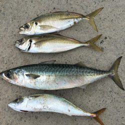 サビキで小サバ37㎝