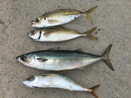 サビキで小サバ37㎝