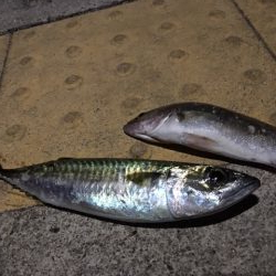 コスモスクエア　釣り始め　太刀魚はまだいる