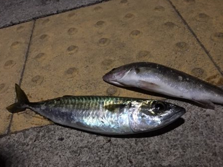 コスモスクエア　釣り始め　太刀魚はまだいる