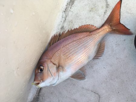 鯛サビキ釣果！