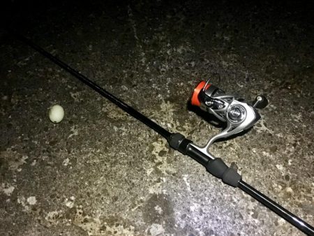 2019初メバリング!