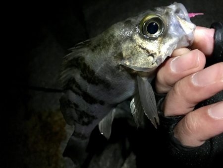 久しぶりのサーフで連発っメバリング!