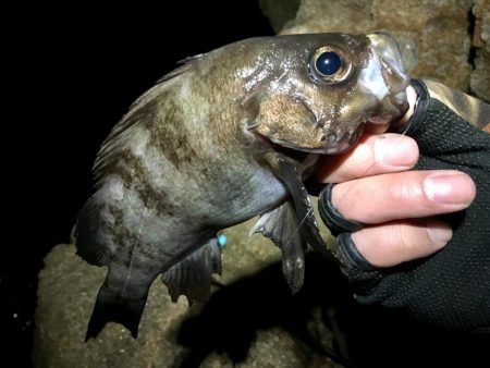 爆風雪極寒メバリング!
