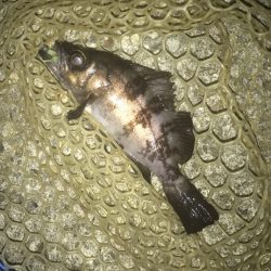 メバル・ガシラ