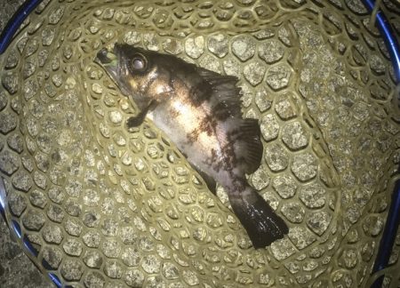 メバル・ガシラ