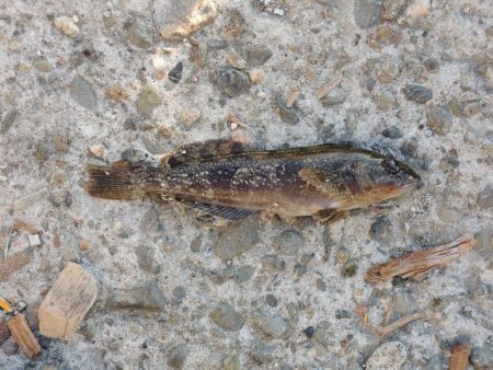 冬のエビ撒き釣り