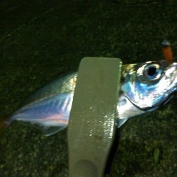 初釣り メバル&アジ爆釣