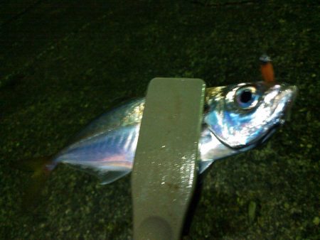 初釣り メバル&アジ爆釣