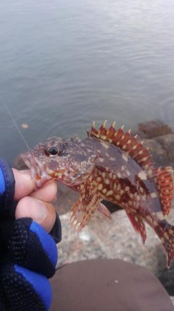 フカセがいいっ!