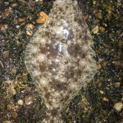 2ヵ月ぶりのまともな釣果