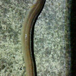 久しぶりのアナゴ釣り