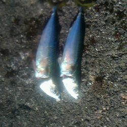 サビキしか釣れん。。