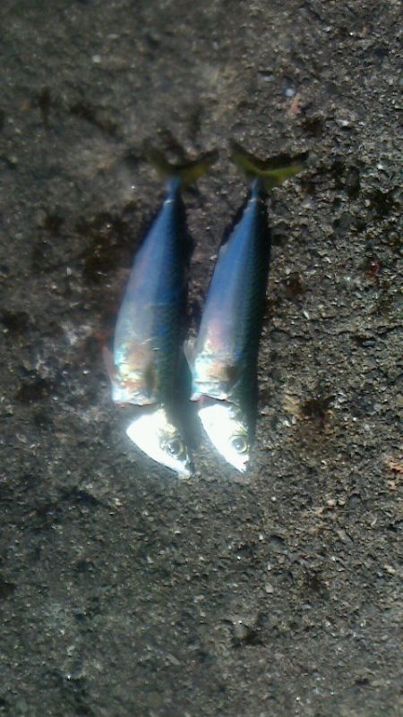 サビキしか釣れん。。