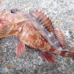 釣り初め（投げ釣り）