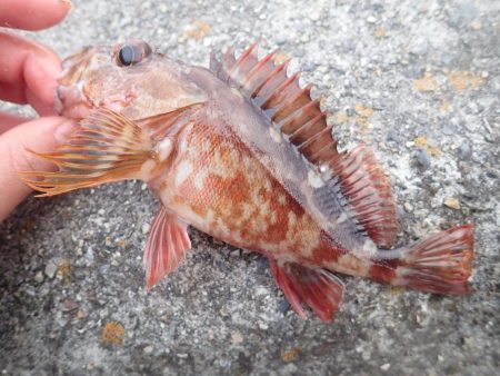 釣り初め（投げ釣り）