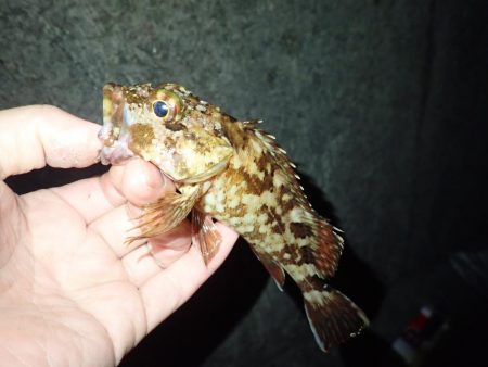 投げ釣り（2018年釣り収め）