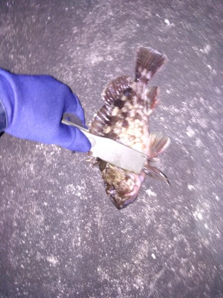 ライトワインドで良形ガシラ