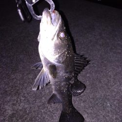 ライトタックルでシーバス