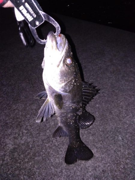 ライトタックルでシーバス