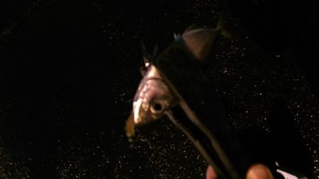 アジ君、寒いのにまだいらっしゃいましたか