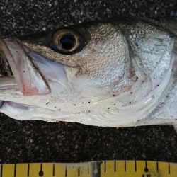 正月二日のシーバスデイゲーム♪