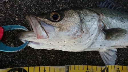 正月二日のシーバスデイゲーム♪