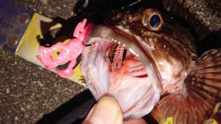 朝練、良型ガシラキャッチ成功♪