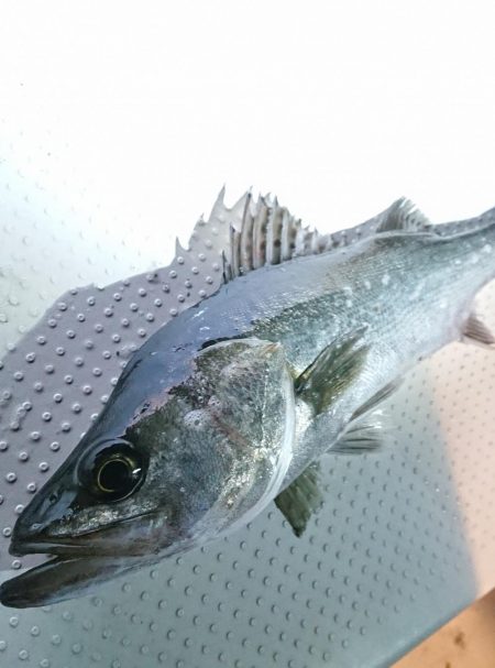 ボートフィッシング