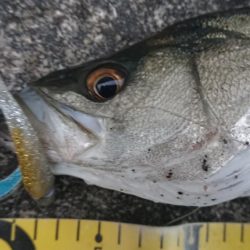 夕練は久々シーバス三連発!