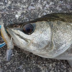 潮の色悪すぎだった夕練