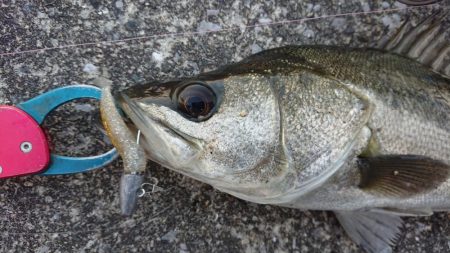 潮の色悪すぎだった夕練