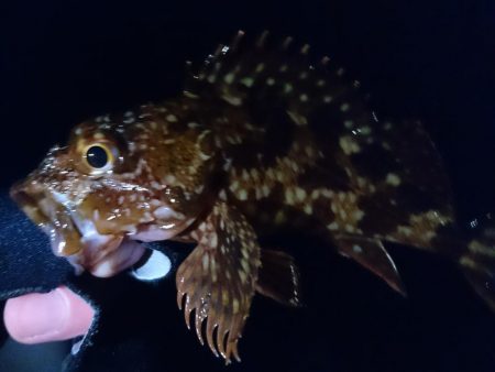 食品コンビナート ガシリング