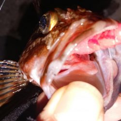 ロックフィッシュ狙いの夕練！