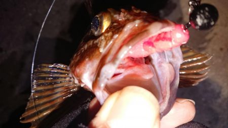 ロックフィッシュ狙いの夕練！