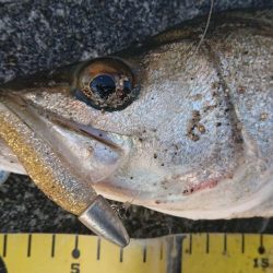 朝練ウインターシーバスフィッシング