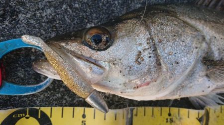 朝練ウインターシーバスフィッシング