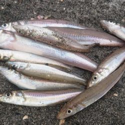 １月でもでかキス