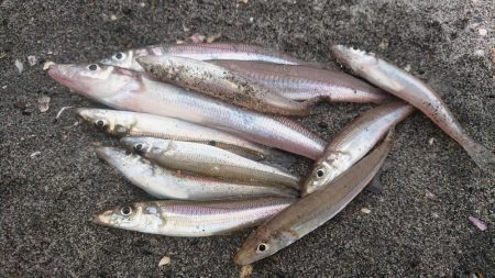 １月でもでかキス