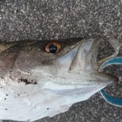 流れの当たる側で漸くゴゴン!