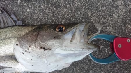 流れの当たる側で漸くゴゴン!