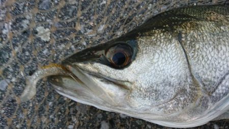 ストラクチャーパターンで何とか一本！