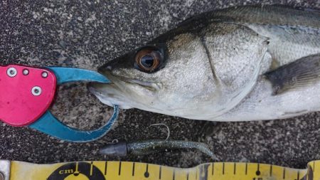 極寒爆風のミッドウインターシーバスゲーム