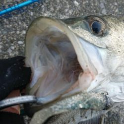 夕練極寒シーバス調査