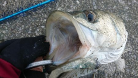 夕練極寒シーバス調査