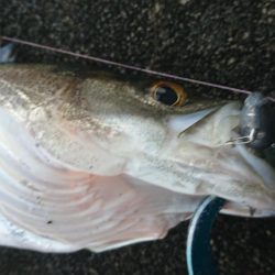 小雨のシーバス夕練