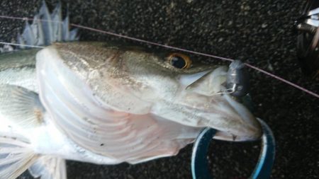 小雨のシーバス夕練