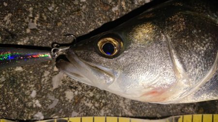 久々ナイトシーバス調査