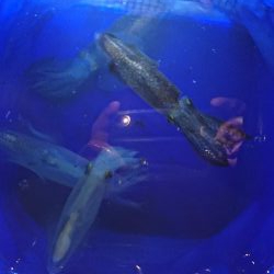 シーズン終わり?