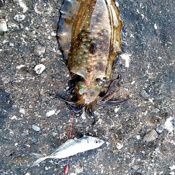 初アオリイカ釣れました!!